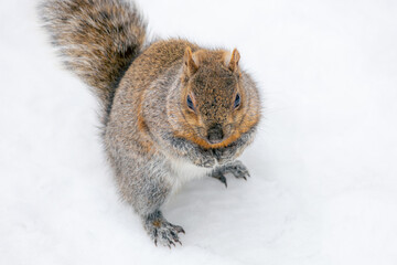 Fototapeta premium Squirrel in the Snow, Angrignon park, Montreal, Quebec, canada