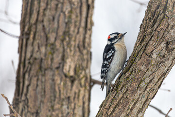A woodpecker perched on a tree in Angrignon park.