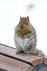 Squirrel in the Snow, Angrignon park, Montreal, Quebec, canada