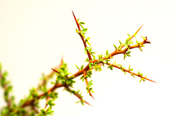 Piquillin, Leaves and thorns endemic vegetals in the Pampas forest, Patagonia, Argentina