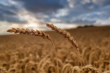 Wheat ears isolated in blurred cornfield with dramatic evening sky.