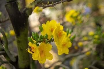  so Ochna integerrima is called 