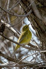 Close up of an orange crowned warbler, foraging for insects on a tree.