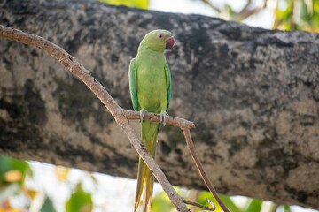 indian parrot and their chicks