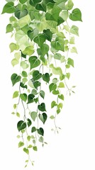 Obraz premium A beautiful watercolor boho vector art illustration wall art print pretty elegant hanging ivy garland vines, sparse leaves, romantic, dreamy, cute, lush green colors, healthy greenery, white flowers.