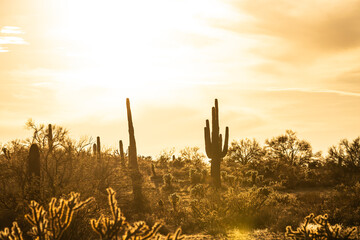 A group of saguaro cacti standing in the Sonoran Desert of Arizona. © Jason Yoder