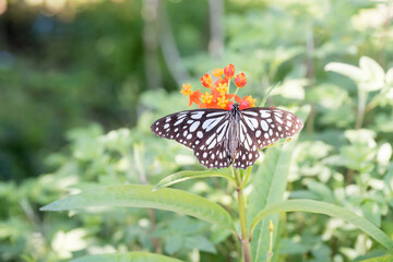 Beautiful blue tiger butterfly (tirumala limniace) in the park.