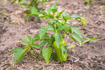 Close up for organic green bell pepper in a vegetable bed