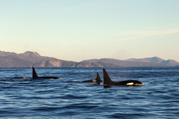 Orca family in norway