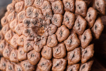 Closeup of details of a pinecone