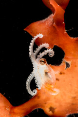 Juvenile Octopus macropus on Alga, Alghero,  (Sardinia), Italy (Mediterranean sea) © antasfoto