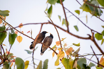 bird pair