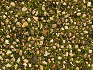 Texture of washed concrete slabs with moss
