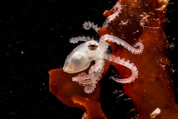 Juvenile Octopus macropus on Alga, Alghero,  (Sardinia), Italy (Mediterranean sea) © antasfoto