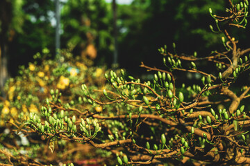  Blossom Ochna integerrima of peach with drops of vietnam.yellow hoa mai or ochna integerrima get bloom in the morning,Single Ochna integerrima blossom,Ochna kirkii Olive
