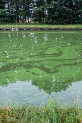 This photograph showcases a quiet canal where the water is experiencing a blue-green algae infestation, evident from the distinctive coloration on the water's surface. Despite the serene appearance of