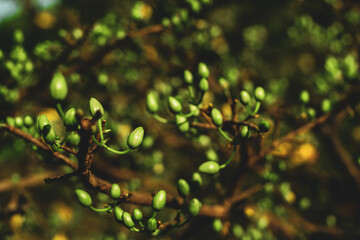  Blossom Ochna integerrima of peach with drops of vietnam.yellow hoa mai or ochna integerrima get bloom in the morning,Single Ochna integerrima blossom,Ochna kirkii Olive