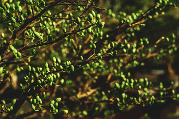 Obraz premium Blossom Ochna integerrima of peach with drops of vietnam.yellow hoa mai or ochna integerrima get bloom in the morning,Single Ochna integerrima blossom,Ochna kirkii Olive