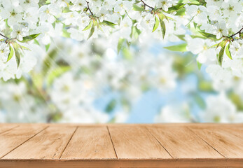 Blooming cherry or apply garden flooded with sunlight and empty wooden background with copy space....