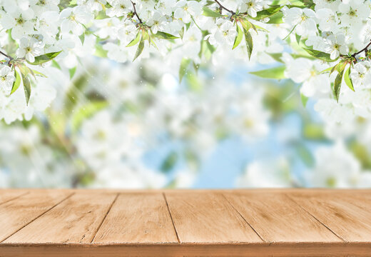 Blooming cherry or apply garden flooded with sunlight and empty wooden background with copy space. Happy Passover or Easter background. Womens or Mother day holiday. World environment day.  Mock up.