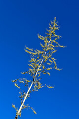 Agave flowers and blue sky