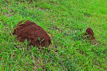 Termite mounds on grass, Ribeirao Preto, Sao Paulo, Brazil