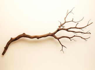 Dry tree twigs or Dead tree. Minimal background for summer concept