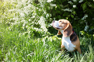 A beagle dog is sitting in the green grass by a flowering bird cherry bush. A spring postcard with a pet