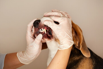 A veterinarian checks the teeth of a beagle dog, plaque or tartar in a dog. Pet care.