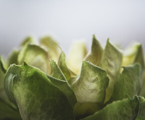 Veggie Rose, Rose petal tips close up