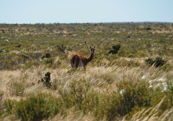 Naklejka premium Valdes; Peninsula Valdes; animali marini; guanaco; Patagonia: