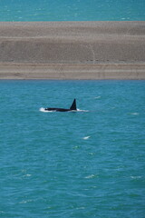 Fototapeta premium Valdes; Peninsula Valdes; animali marini; orca; Patagonia: