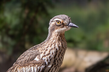 The usually nocturnal bush stone-curlew or bush thick-knee (Burhinus grallarius) seen here during the day. The birds are also known as a southern, bush, or scrub stone-curlew.