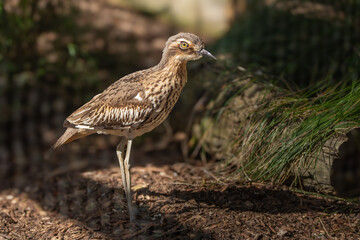 The usually nocturnal bush stone-curlew or bush thick-knee (Burhinus grallarius) seen here during the day. The birds are also known as a southern, bush, or scrub stone-curlew.