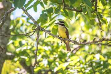 Benteveo común en las ramas de un árbol. Pitangus sulphuratus