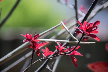 Poster hojas rojas de una planta © TC2412