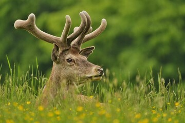 deer in grass field
