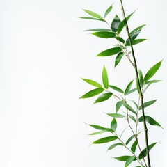 Naklejka premium beautiful bamboo illustration, for banner, poster, frame, invitation card