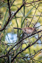 Primer plano de una calandria en las ramas de un árbol