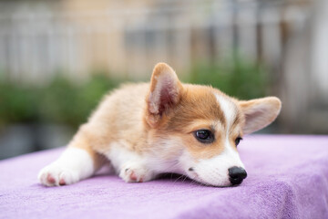 Corgi puppy dog on the table in summer sunny day