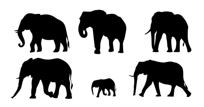 Silhouettes elephants animal set vector illustration. Isolated on white background.