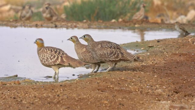 Male and Females of Crowned Sandgrouse (Pterocles coronatus) drinking water in the desert