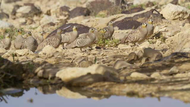 Flock of Crowned Sandgrouse (Pterocles coronatus) walking in the desert
