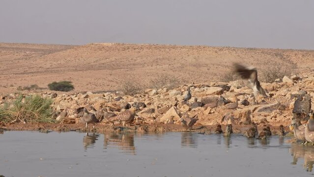 Flock of Crowned sandgrouse (Pterocles coronatus) and House sparrows drinking water in the desert