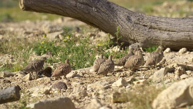 Flock of Crowned Sandgrouse (Pterocles coronatus) walking in the desert