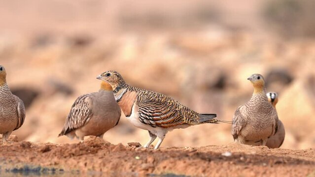 Flock of Pin-tailed sandgrouse (Pterocles alchata) and Crowned sandgrouse (Pterocles coronatus) drinking water from a spring in the desert