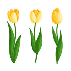 Tulips flowers set. Floral plants with yellow petals. Botanical vector illustration on isolated background.