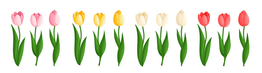 Tulips flowers set. Floral plants with bright petals. Botanical vector illustration on isolated background. Spring flowers for women's day, mother's day, easter and other holidays.