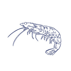 Fototapeta premium Shrimp, hand drawn illustration (Vector) 