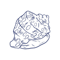 Seashell, hand drawn illustration (Vector)